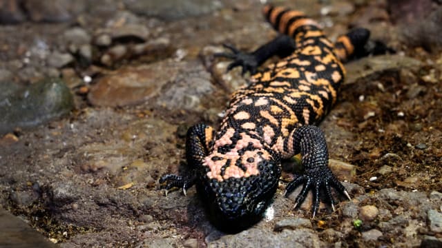 Gila monster Liz Dufour:Cincinnati Enquirer : USA TODAY NETWORK